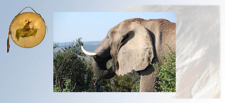 Krafttier Elefant