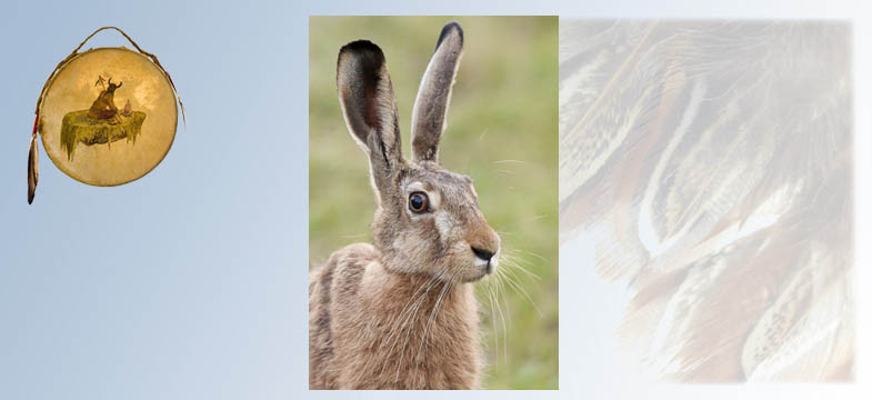 Krafttier Hase