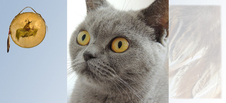 Krafttier Katze