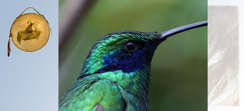 Krafttier Kolibri