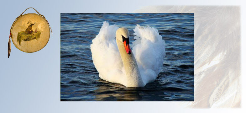 Krafttier Schwan