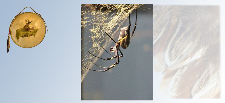 Krafttier Spinne