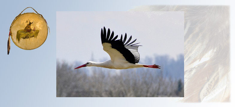 Krafttier Storch